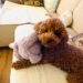 Paula im Hotel – Do’s and Don’ts für einen Hund